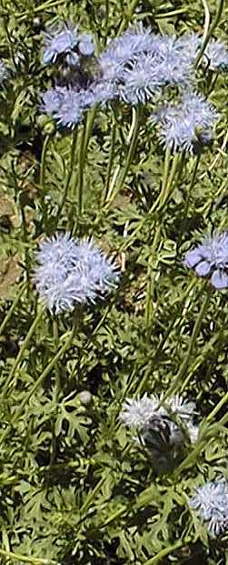 Boothill Eupatorium(Eupatorium greggii)