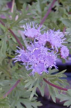 Boothill Eupatorium(Eupatorium greggii)