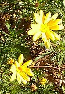 Bush Daisy(Euryops pectinatus)