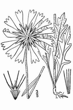 Blanketflower, Firewheel, Common Gaillardia(Gaillardia aristata)