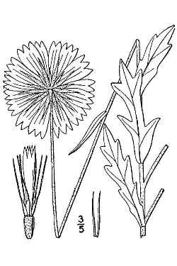 Blanket Flower, Firewheel(Gaillardia pulchella)