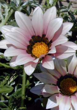 Gazania 'Daybreak'(Gazania rigens cv. 'Daybreak')