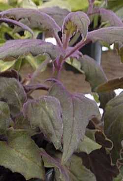 Purple Velvet Plant(Gynura aurantiaca)
