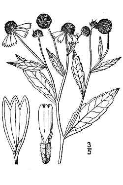 Common Sneezeweed, Helen’s Flower(Helenium autumnale)