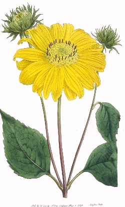 Thinleaf Sunflower(Helianthus decapetalus)