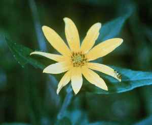 Jerusalem Artichoke, Girasole(Helianthus tuberosus)