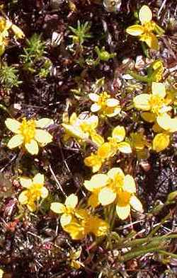 California Goldfields(Lasthenia californica)
