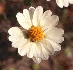 Whitedaisy Tidy Tips(Layia glandulosa)