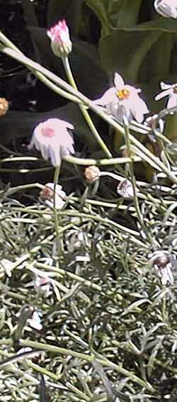 Gayanum Painted Daisy(Leucanthemum gayanum)