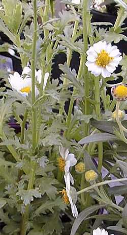 Mini Margueritte(Leucanthemum paludosum)