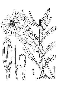 Ox-eye Daisy, Common Daisy(Leucanthemum vulgare)