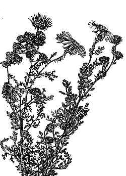 Tansy leaf Aster, Tahoka Daisy(Machaeranthera tanacetifolia)