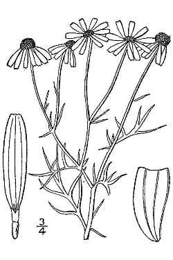 German Chamomile(Matricaria recutita)