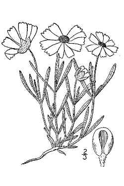 Blackfoot Daisy(Melampodium leucanthum)