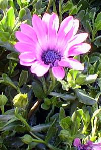 Trailing African Daisy(Osteospermum fruticosum)