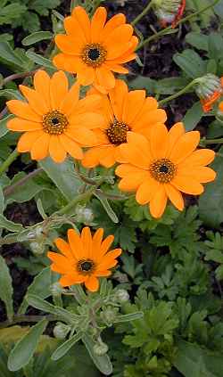 Star of the Veldt(Osteospermum hyoseroides)