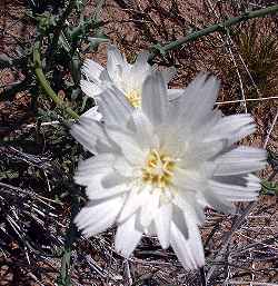 New Mexico Plumseed, Desert Chicory(Rafinesquia neomexicana)