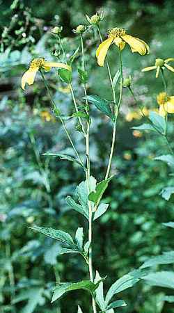 Cutleaf Coneflower, Tall Coneflower(Rudbeckia laciniata)