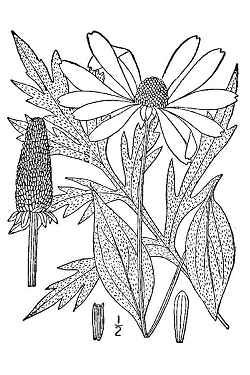 Cutleaf Coneflower, Tall Coneflower(Rudbeckia laciniata)