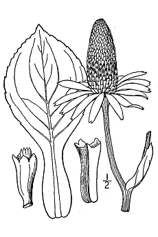 Great Coneflower(Rudbeckia maxima)