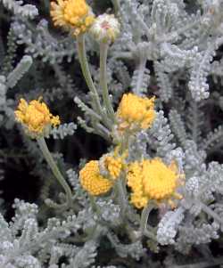 Lavender Cotton(Santolina chamaecyparissus)