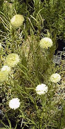 Green Lavender Cotton, Green Santolina(Santolina rosmarinifolia)