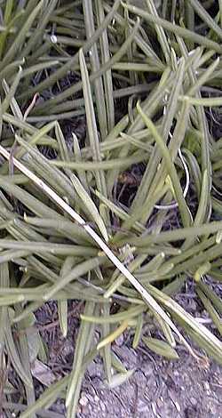 (Senecio acaulis)