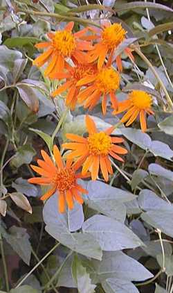 Mexican Flame Vine(Senecio confusus)