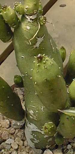 Pickle Plant(Senecio deflersii)