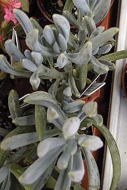 (Senecio ficoides)