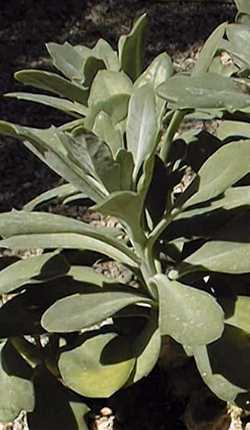 Scarlet Kleinia(Kleinia fulgens)