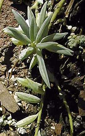 (Senecio hallianus)