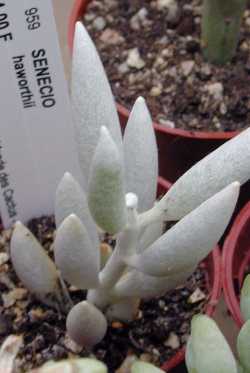 (Senecio haworthii)