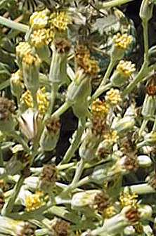 Spear Head(Senecio kleiniiformis)