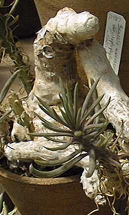 (Senecio mweroensis ssp. leptophyllus )