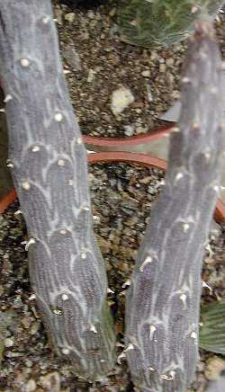 Inch Worm(Senecio pendulus)