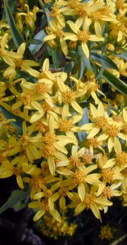 Willow Leaf Groundsel, Barkley's Ragwort(Senecio salignus)