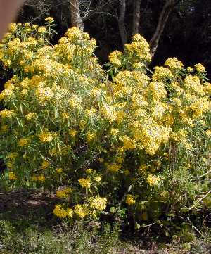 Willow Leaf Groundsel, Barkley's Ragwort(Senecio salignus)