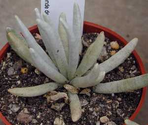 (Senecio scaposus)