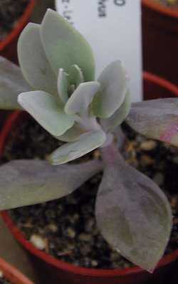 (Senecio sempervivus)