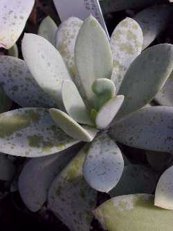 (Senecio sempervivus)