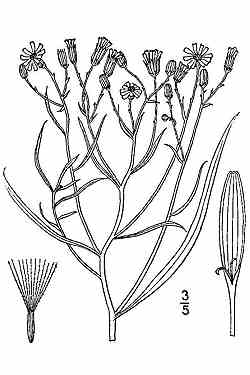Broom Groundsel, Many-headed Groundsel(Senecio spartioides)