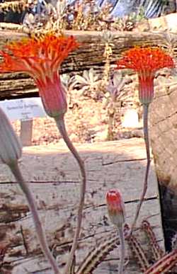 (Senecio stapeliaeformis)