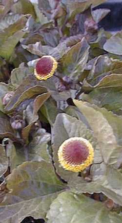 Toothache Plant(Spilanthes acmella)