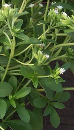 Sweet Honey Leaf, Stevia(Stevia rebaudiana)