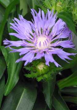 Stokes's Aster(Stokesia laevis)