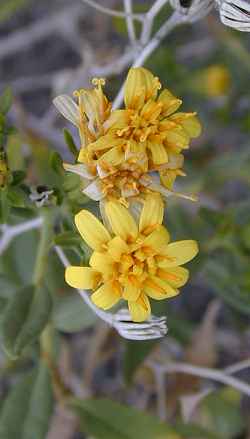 American Threefold(Trixis californica)