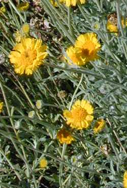 Golden Crownbeard(Verbesina encelioides)