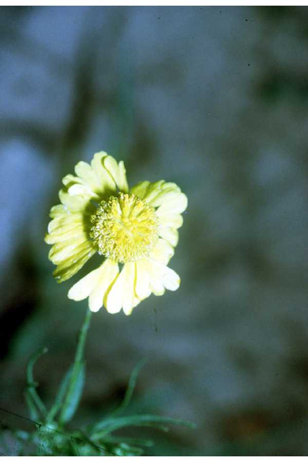 Common Sneezeweed, Helen’s Flower (Helenium autumnale)