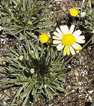 Angelita Daisy (Tetraneuris acaulis)